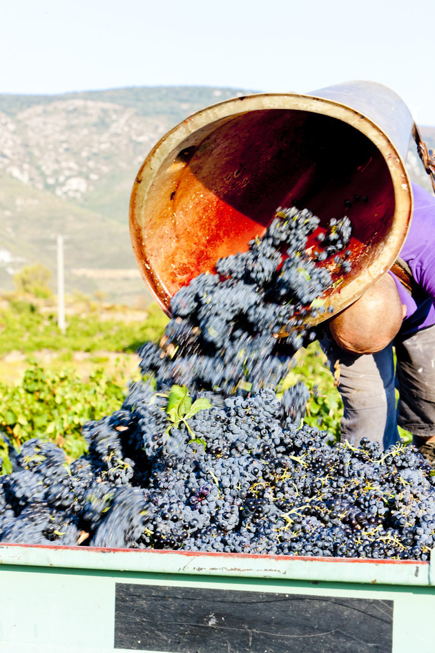 Languedoc harvest particularly affected