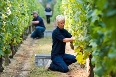 The harvest at Nyetimber
