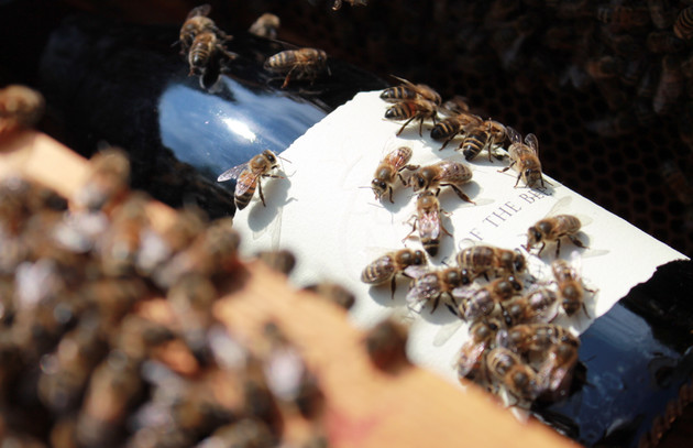 Bees are being fitted with micro cameras to help map and transmit data from the vineyard